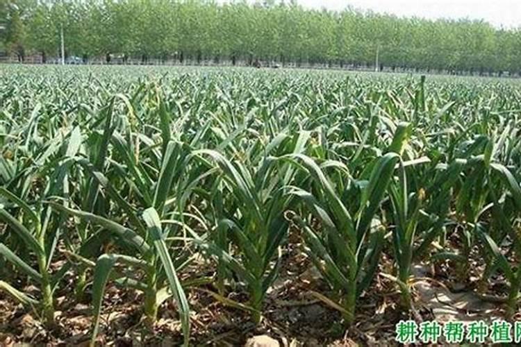 排毒先锋适合什么作物