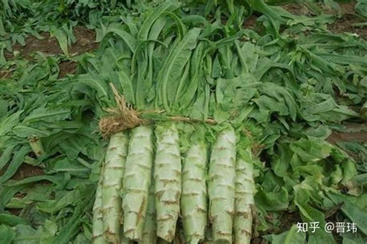 蔬菜怎么追肥 蔬菜施肥方法与技术