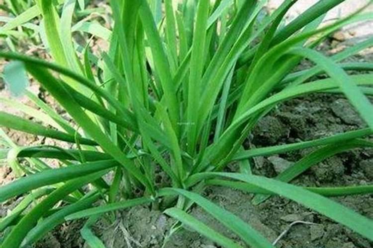 韭菜怎样施肥