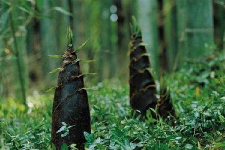 棒菜怎样种？怎么管理？