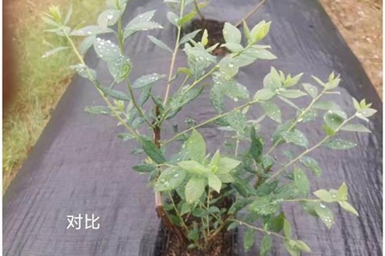玉龙草叶尖枯黄是啥原因？