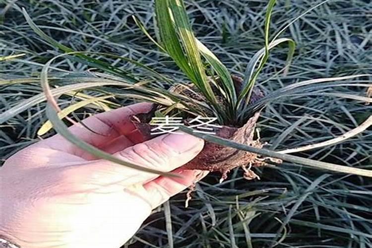 腐植酸水溶肥是什么肥料 腐植酸水溶肥料的作用有哪些