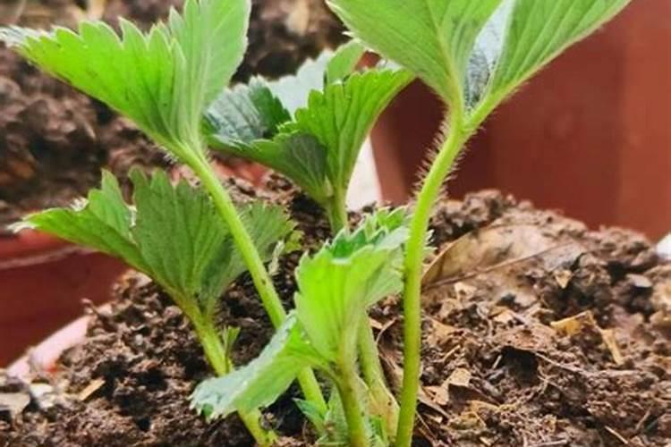大棚草莓如何施肥才能高产