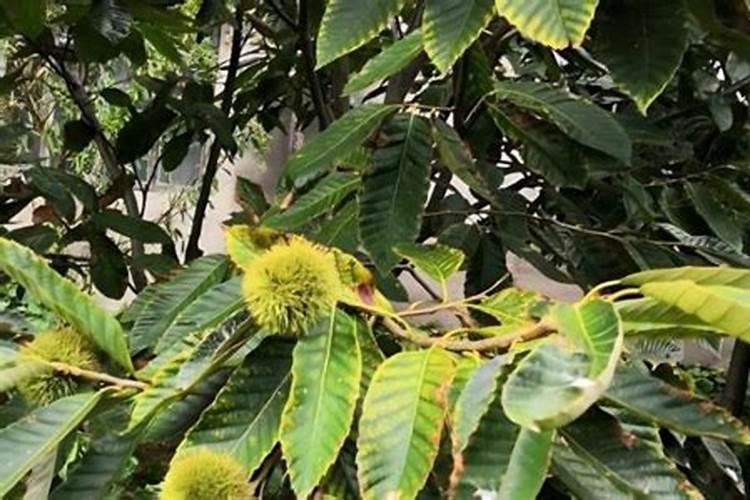 板栗树防病害多功能肥料有什么配方和使用技术？