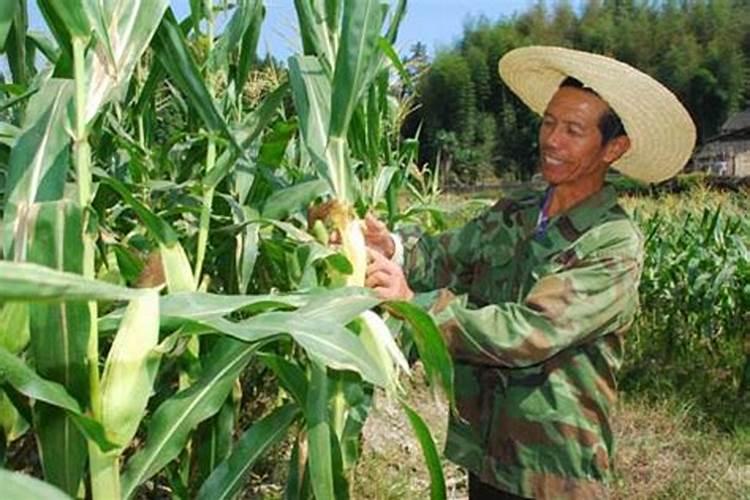 种玉米用二铵好还是复合肥好呢？
