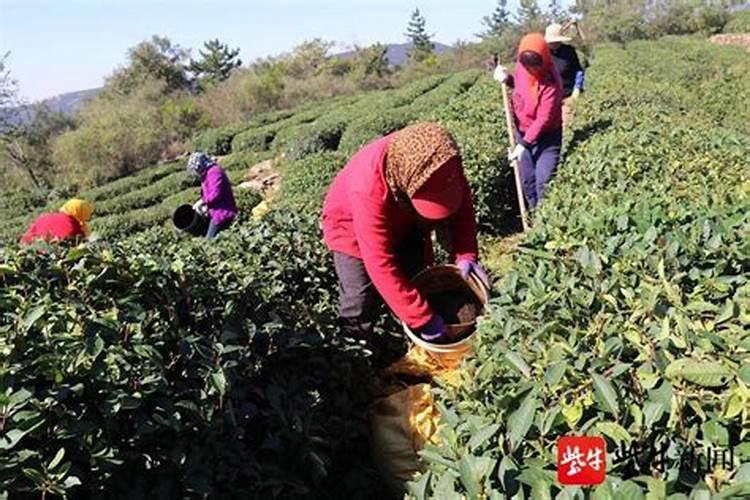 茶叶化肥使用方法