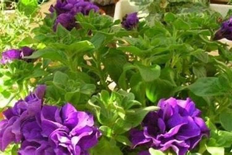 给插花的瓶里加什么可以延长花期