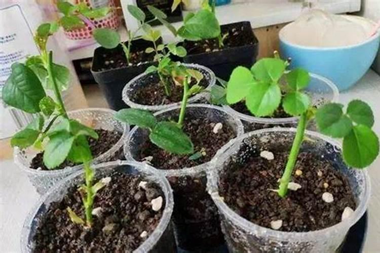 花生开花期要施什么肥花生开花期怎么施肥