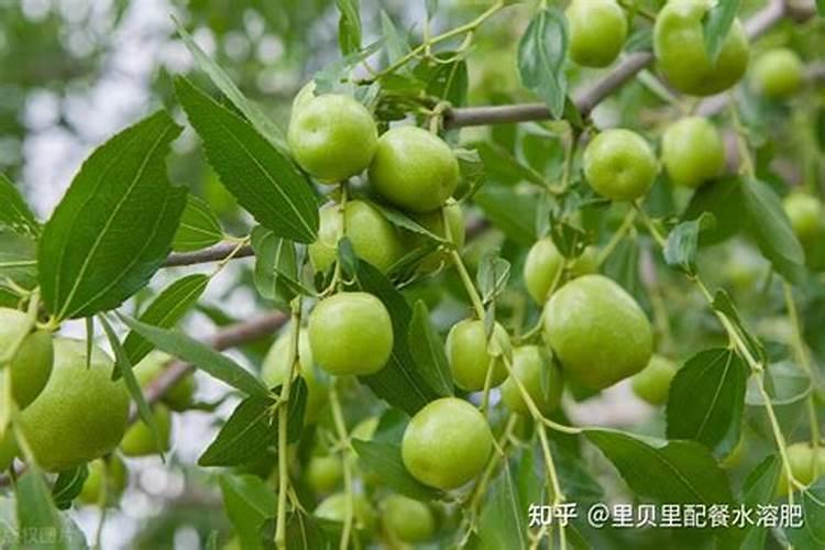 冬枣树施什么底肥好