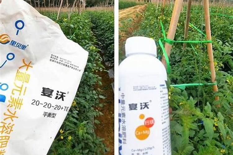 辣椒施肥用什么化肥好 什么时候施肥效果好