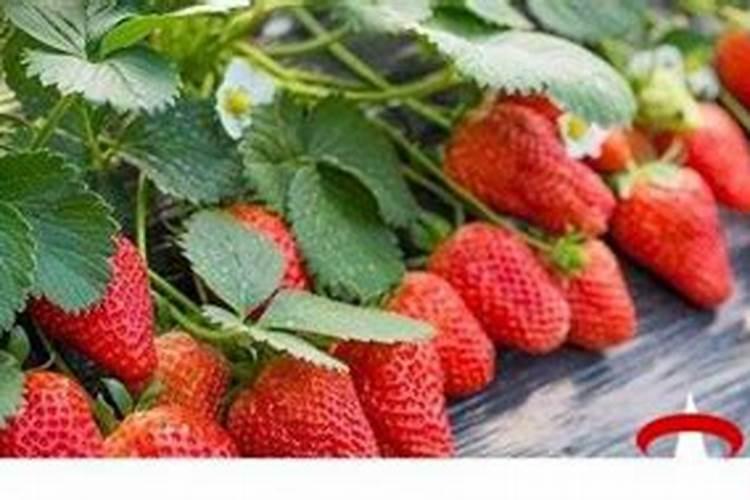 草莓什么季节种植