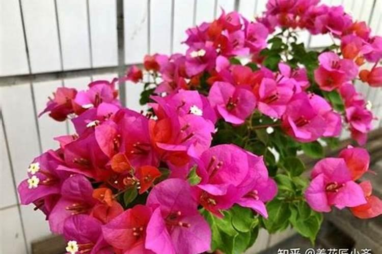 烟灰是花草树木的肥料吗