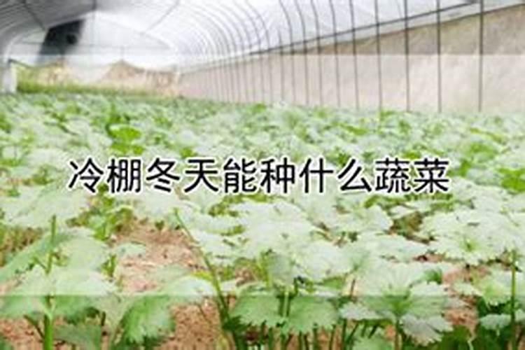 冷棚冬天能种什么蔬菜
