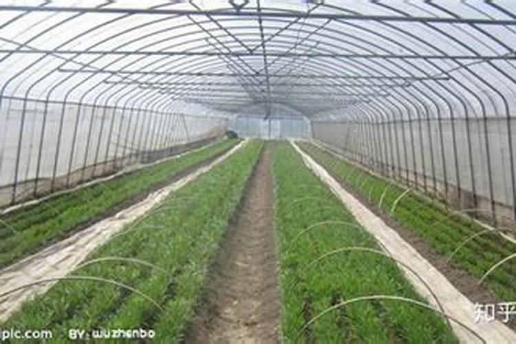 冷棚冬天能种什么蔬菜