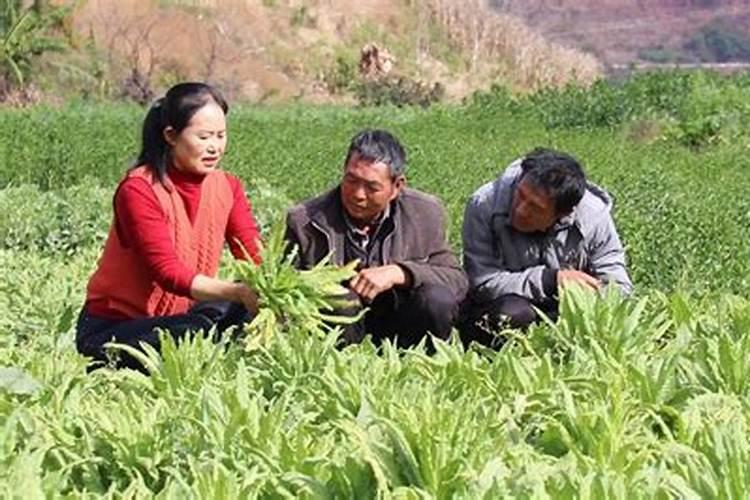 贡菜是什么菜