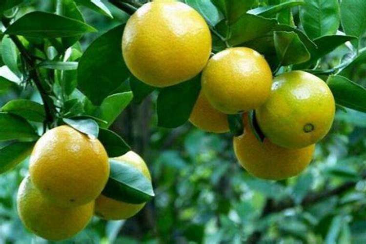 种魔芋用什么肥料