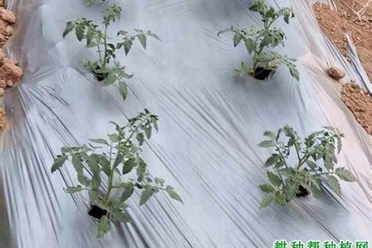 磷肥缺磷症状
