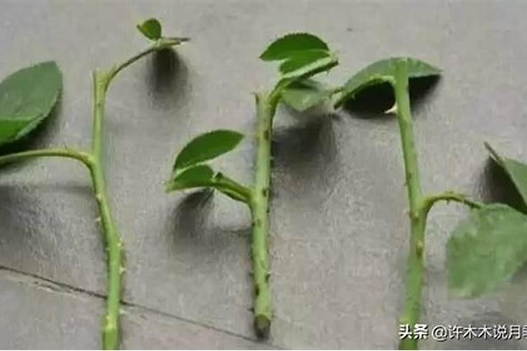 扦插金银花萌芽了可以喷叶面肥吗？