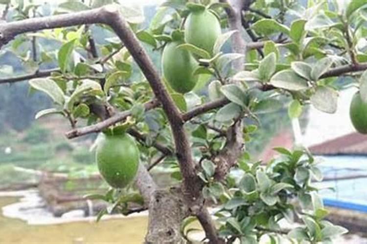 金弹子喜肥吗 喜欢施什么肥料