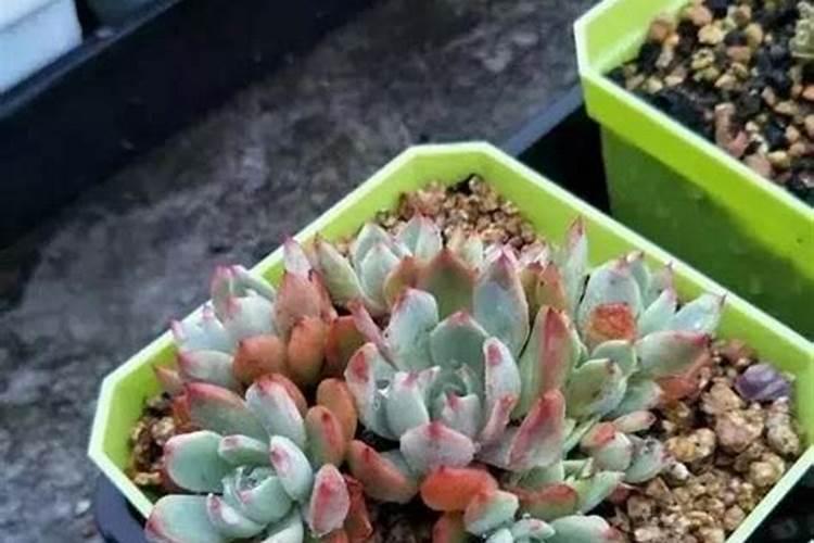 水溶性肥料可以晴天施