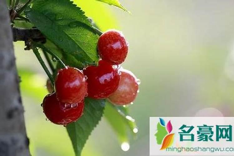 樱桃膨果期使用什么肥