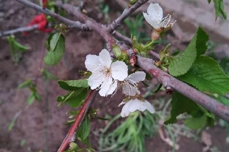 樱桃谢花后冲施什么肥料好