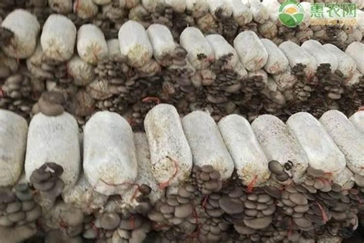 种植蘑菇用什么肥料