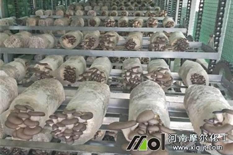 菌草怎么种蘑菇