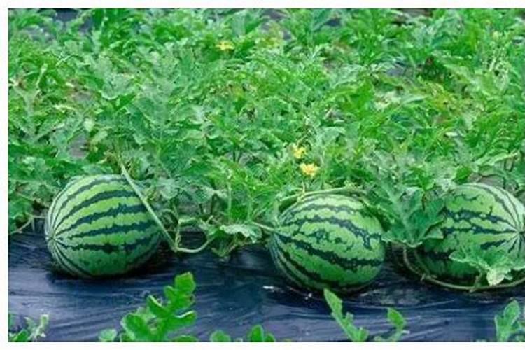 西瓜的种植范围较广,用哪些肥料能使西瓜又大又甜？
