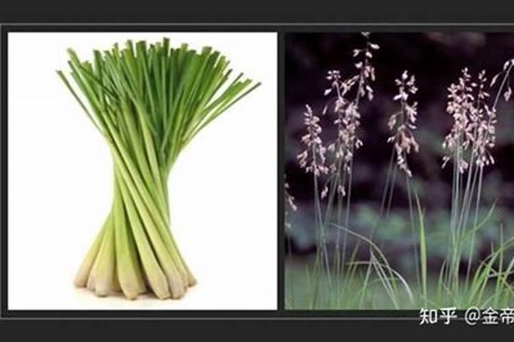 种植黄瓜用木醋液哪个好