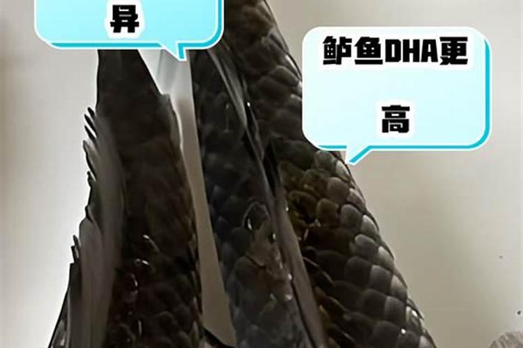 有什么蛋白质含量高的鱼类？