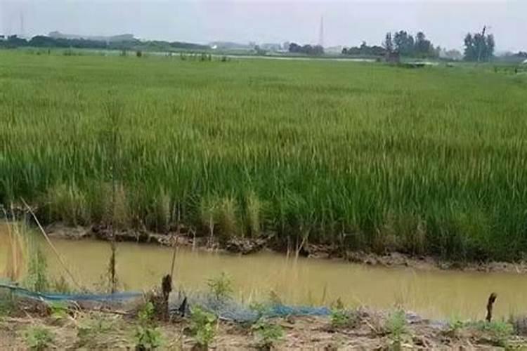 水稻在什么时候追穗肥 施加什么肥料好