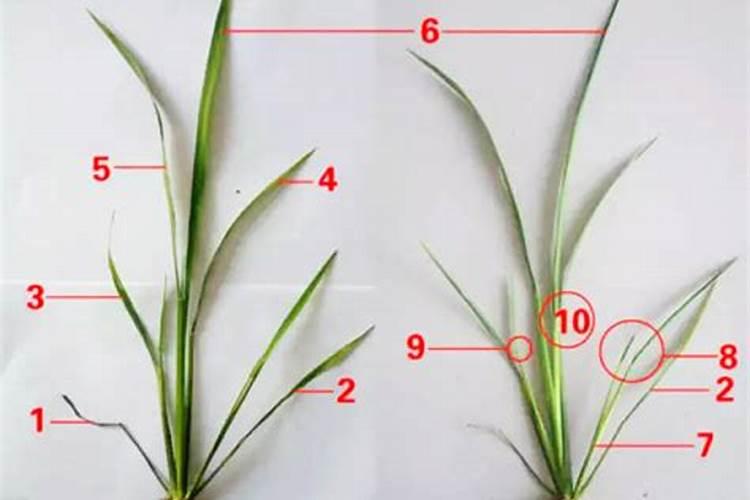 早稻中后期如何做好田间管理 有哪些注意事项