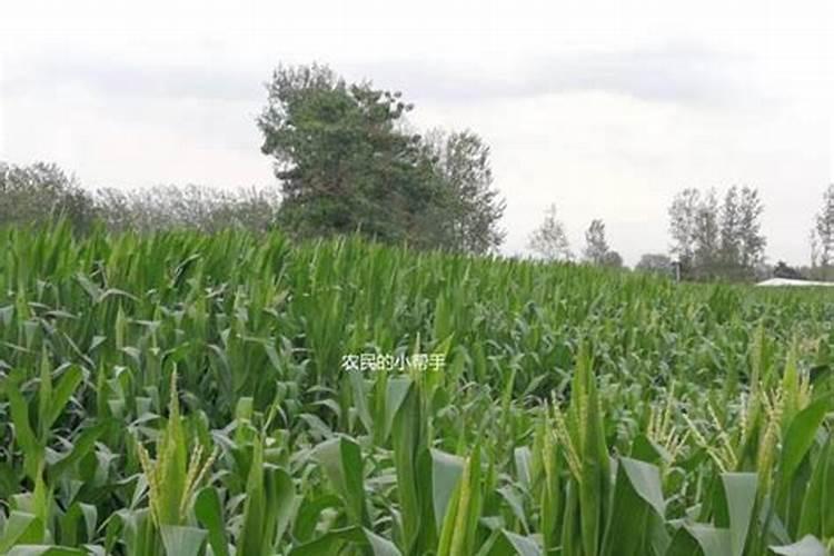 玉米出穗能打磷酸二氢钾和叶面肥吗？