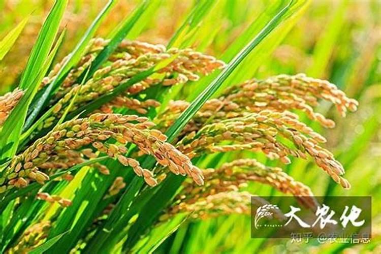 豆角秧上招瓢虫怎么办？