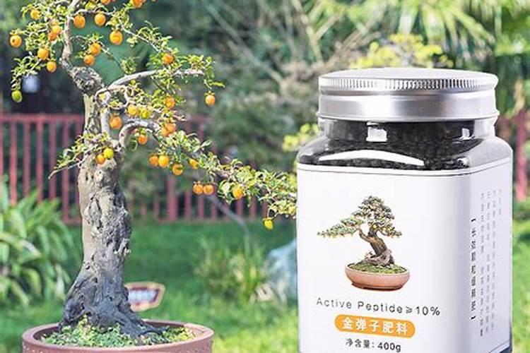 阳台可以种植金弹子吗？