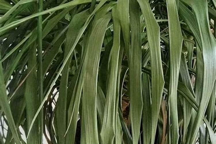 糖化硼肥片真能防虫吗