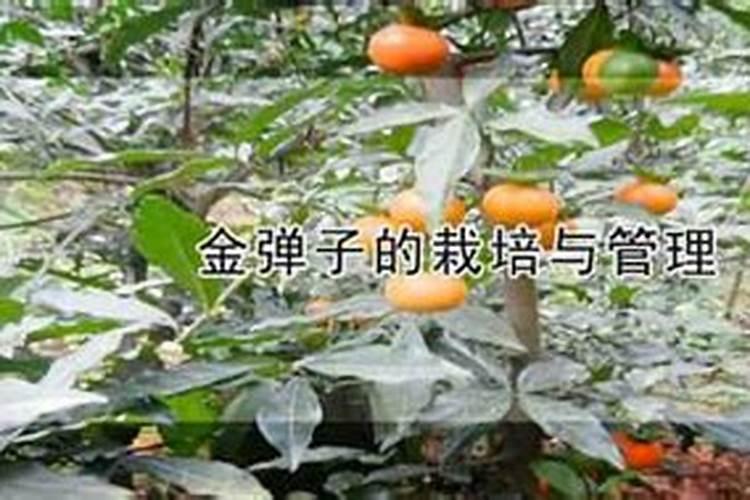 金弹子怎么施肥金弹子施肥方法