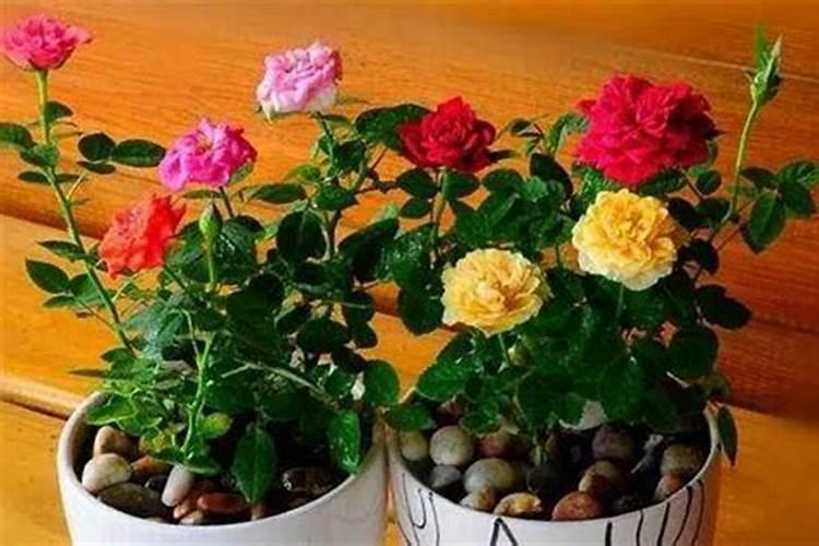 玫瑰老桩催芽方法