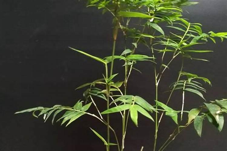 请教制作竹子盆景方法