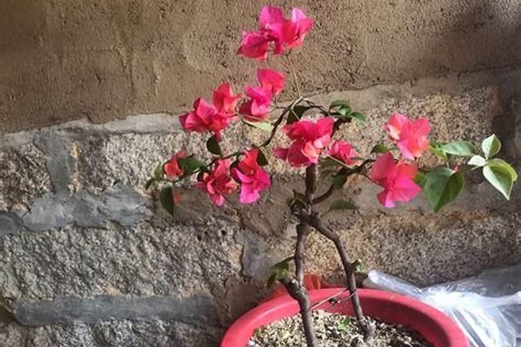 在草地上栽茶花,杜鹃花,藤蔓月季,三角梅怎样施颗粒复合肥,好久施一次...