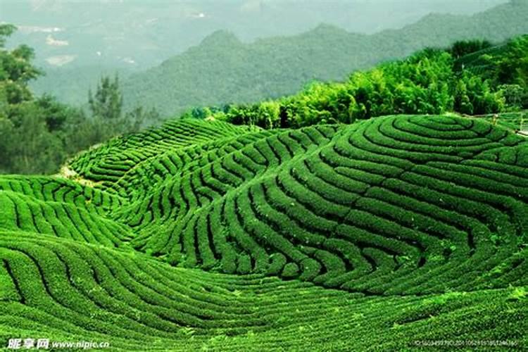 种水稻施肥莫忘硅和锌,有什么效果吗？
