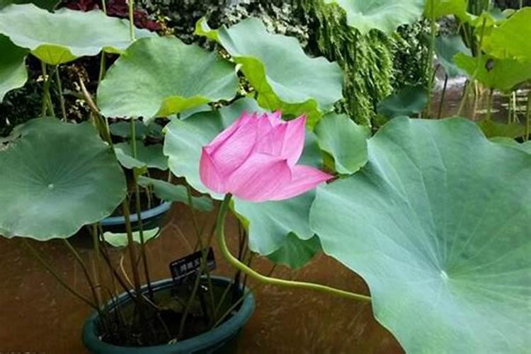 荷花喜肥吗 喜欢施什么肥料