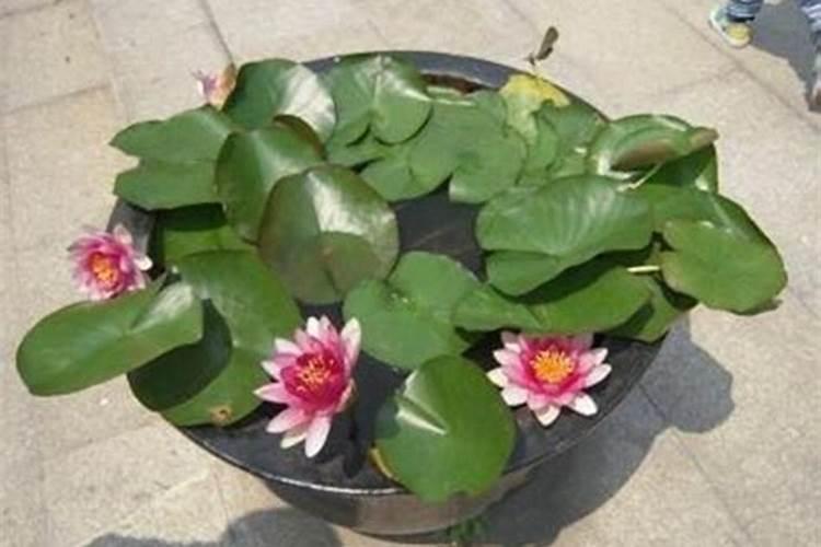 盆栽荷花如何施肥,磷钾肥为主氮肥为辅