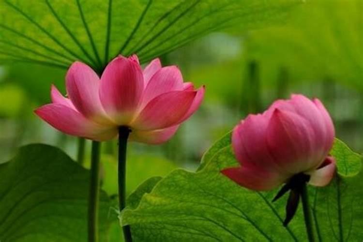盆栽荷花怎么施肥