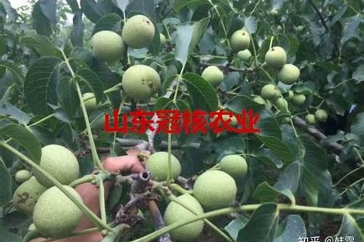 月季开花用什么肥