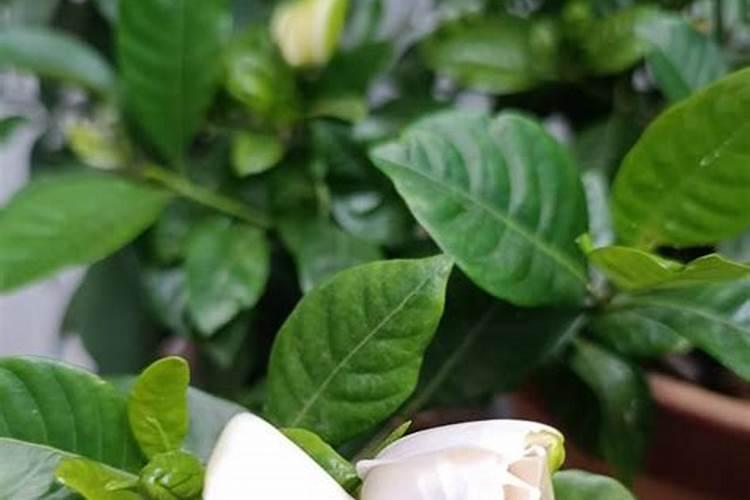 栀子花施什么肥好