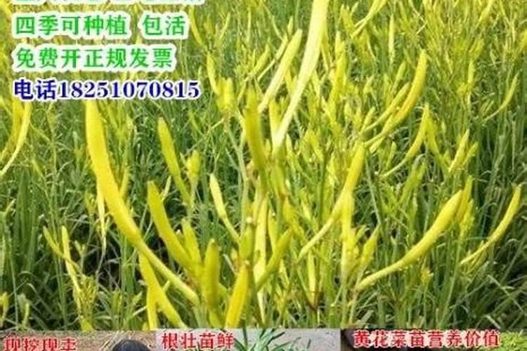 黄花菜开花期想要施肥,应该怎么施肥呢？