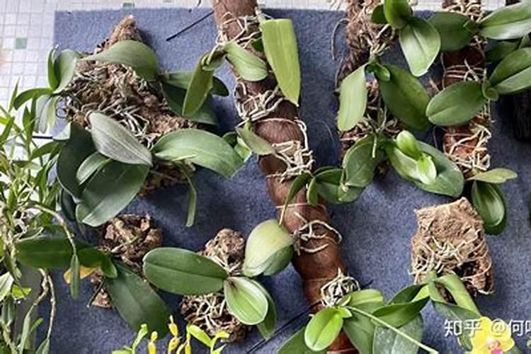 芸苔素几天打一次合适