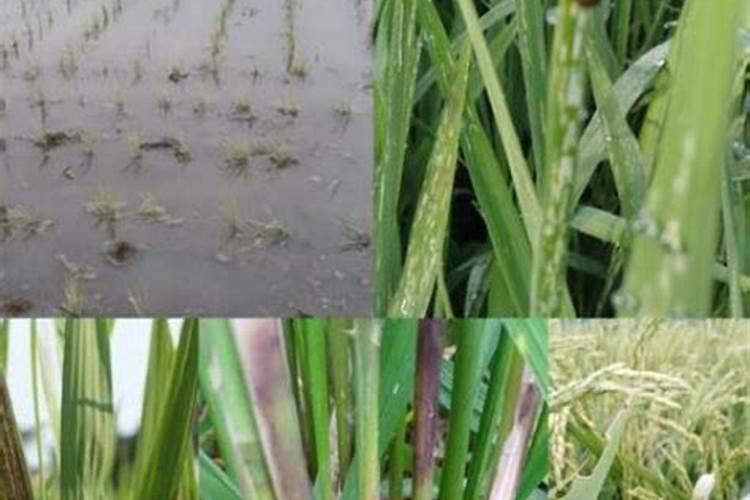 种植水稻,插秧后几天下肥呢？用什么肥好？